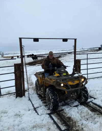 A person rides a yellow ATV through a snowy farm gate, with cows grazing in the background under a gray sky.